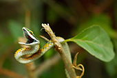 REP 01 MC0001 01
Vine Snake In Defensive Posture Brazil