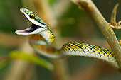REP 01 MC0002 01
Vine Snake In Defensive Posture Brazil