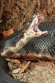 REP 01 MC0003 01
Cottonmouth Moccasin Coiled In Defensive Position