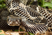 REP 01 MC0004 01
Timber Rattlesnake In Black Phase Near Its Hibernaculum