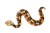 REP 01 MH0001 01
Gaboon Viper Laying On White Seamless