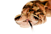 REP 01 MH0002 01
Head Shot Of Gaboon Viper Laying On White Seamless