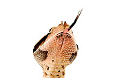 REP 01 MH0003 01
Head Shot Of Gaboon Viper On White Seamless