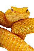 REP 01 MH0004 01
Close-Up Of Eyelash Viper Coiled On White Seamless