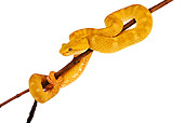 REP 01 MH0005 01
Eyelash Viper Sitting On Branch On White Seamless