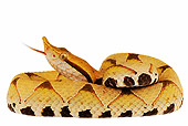 REP 01 MH0006 01
Sharp-Nosed Viper Coiled On White Seamless