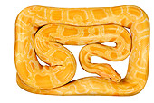 REP 01 MH0007 01
Albino Burmese Python Coiled On White Seamless