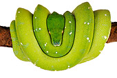 REP 01 MH0008 01
Green Tree Python Coiled On Branch On White Seamless