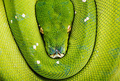 REP 01 MH0009 01
Close-Up Of Green Tree Python Coiled