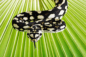 REP 01 MH0010 01
Close-Up Of Jungle Carpet Python Coiled On Palm Frond