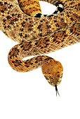 REP 01 MH0011 01
Close-Up Of Western Diamondback Rattlesnake Coiled On White Seamless