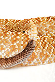 REP 01 MH0012 01
Close-Up Of Uracoan Rattlesnake Coiled On White Seamless
