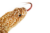 REP 01 MH0013 01
Head Shot Of Uracoan Rattlesnake On White Seamless
