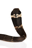 REP 01 MH0014 01
Rear Head Shot Of Chinese Cobra On White Seamless