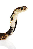 REP 01 MH0015 01
Head Shot Of Chinese Cobra On White Seamless