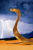 REP 01 MH0016 01
Head Shot Of Cape Cobra On Sand
