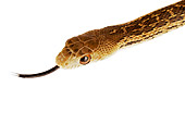 REP 01 MH0017 01
Head Shot Of San Diego Gopher Snake On White Seamless