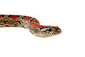 REP 01 MH0018 01
Head Shot Of Mexican King Snake On White Seamless