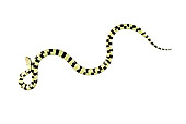 REP 01 MH0019 01
Underside Of California King Snake On White Seamless