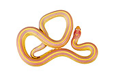 REP 01 MH0020 01
Albino California King Snake Coiled On White Seamless