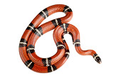 REP 01 MH0021 01
Sinaloan Milk Snake Coiled On White Seamless