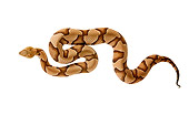REP 01 MH0022 01
Copperhead Laying On White Seamless