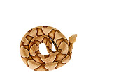 REP 01 MH0023 01
Copperhead Coiled On White Seamless