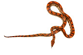 REP 01 MH0024 01
Rainbow Boa Laying On White Seamless