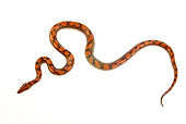 REP 01 MH0025 01
Rainbow Boa Laying On White Seamless