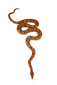 REP 01 MH0026 01
Rainbow Boa Laying On White Seamless