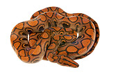 REP 01 MH0027 01
Rainbow Boa Coiled On White Seamless