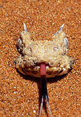 REP 01 MH0028 01
Head Shot Of Horned Puff Adder Buried In Sand Hissing