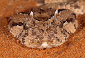 REP 01 MH0029 01
Head Shot Of Horned Puff Adder In Sand Africa