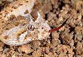 REP 01 MH0030 01
Head Shot Of Horned Puff Adder On Rocks Hissing