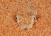 REP 01 MH0031 01
Head Shot Of African Puff Adder Buried In Sand