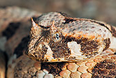 REP 01 MH0033 01
Close-Up Of Many-Horned Adder Namibia