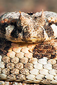 REP 01 MH0034 01
Close-Up Of Many-Horned Adder Namibia