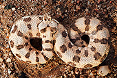 REP 01 MH0035 01
Many-Horned Adder Laying On Sand Namibia