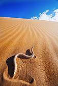 REP 01 MH0036 01
Sidewinder Adder Slithering Across Namib Desert