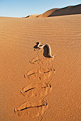 REP 01 MH0037 01
Sidewinder Adder Slithering Across Namib Desert Leaving Tracks
