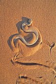 REP 01 MH0038 01
Sidewinder Adder Slithering Across Namib Desert Leaving Tracks