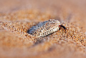 REP 01 MH0039 01
Head Shot Of Sidewinder Adder Buried In Sand Namib Desert