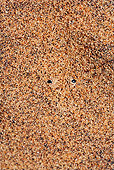 REP 01 MH0040 01
Sidewinder Adder Hiding Under Sand To Catch Prey Namib Desert