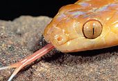 REP 01 MH0041 01
Head Shot Of Eastern Tiger Snake Hissing On Rock