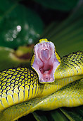 REP 01 MH0042 01
Close-Up Of Sedge Viper Striking With Mouth Open