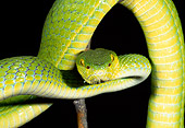 REP 01 MH0043 01
Close-Up Of Pitviper Slithering In Dark Indonesia