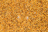 REP 01 MH0044 01
Sidewinder Adder Hiding Under Sand To Catch Prey Namib Desert
