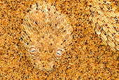 REP 01 MH0045 01
Sidewinder Adder Hiding Under Sand To Catch Prey Namib Desert