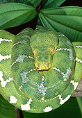 REP 01 MH0046 01
Portrait Of Emerald Tree Boa Coiled On Leaves
