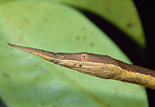 REP 01 MH0047 01
Close-Up Of Spear-Nosed Snake Camouflaged To Resemble Tree Branch Madagascar